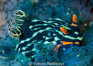 Nembrotha nudibranch, Puerto Galera by Tobias Reitmayr 